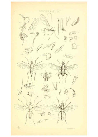 Reproducción/Reproduction 6305905379: Insecta Britanica : Diptera. v.1. London :Reeve and Benham,1851-56