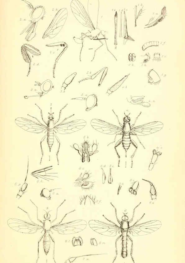 Reproducción/Reproduction 6305905379: Insecta Britanica : Diptera. v.1. London :Reeve and Benham,1851-56