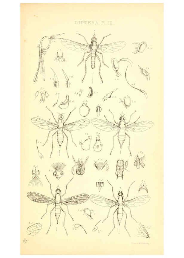 Reproducción/Reproduction 6305905057: Insecta Britanica : Diptera. v.1. London :Reeve and Benham,1851-56