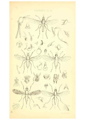 Reproducción/Reproduction 6305905057: Insecta Britanica : Diptera. v.1. London :Reeve and Benham,1851-56