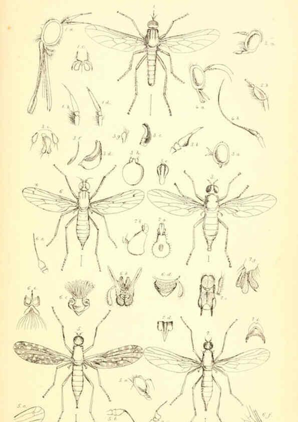 Reproducción/Reproduction 6305905057: Insecta Britanica : Diptera. v.1. London :Reeve and Benham,1851-56