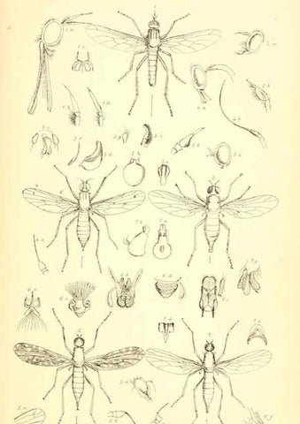 Reproducción/Reproduction 6305905057: Insecta Britanica : Diptera. v.1. London :Reeve and Benham,1851-56