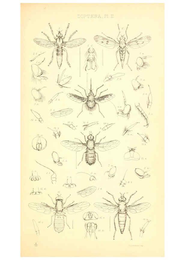 Reproducción/Reproduction 6306428188: Insecta Britanica : Diptera. v.1. London :Reeve and Benham,1851-56
