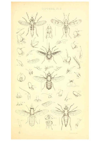 Reproducción/Reproduction 6306428188: Insecta Britanica : Diptera. v.1. London :Reeve and Benham,1851-56