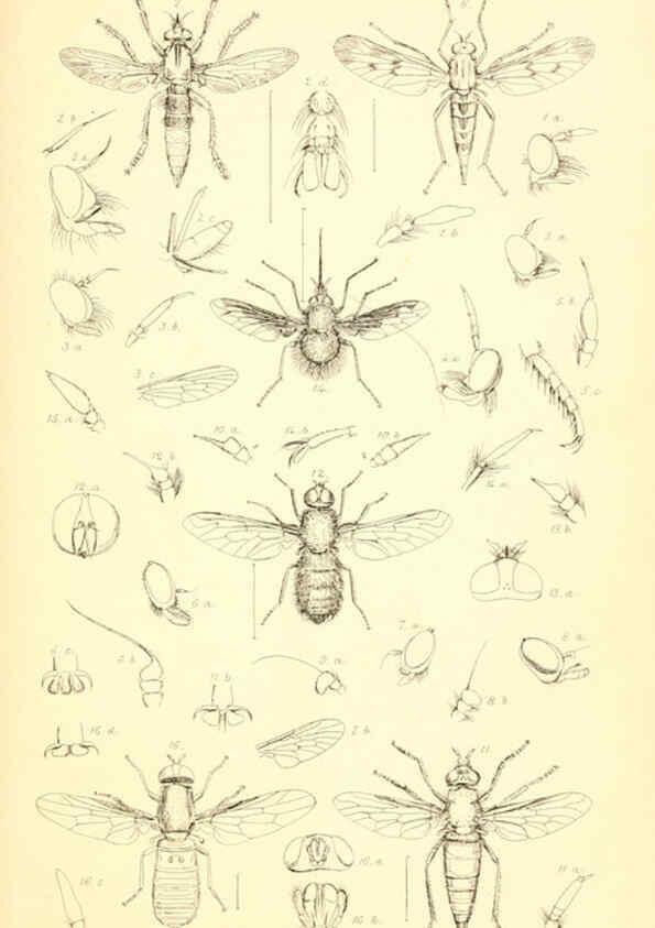 Reproducción/Reproduction 6306428188: Insecta Britanica : Diptera. v.1. London :Reeve and Benham,1851-56