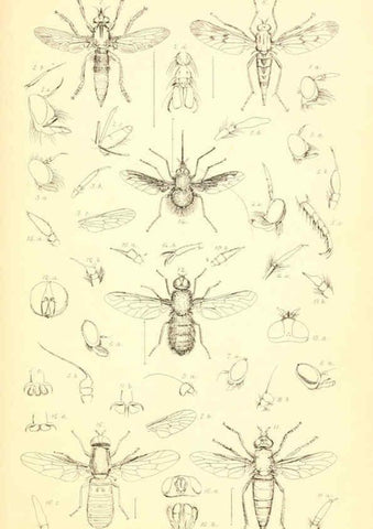 Reproducción/Reproduction 6306428188: Insecta Britanica : Diptera. v.1. London :Reeve and Benham,1851-56
