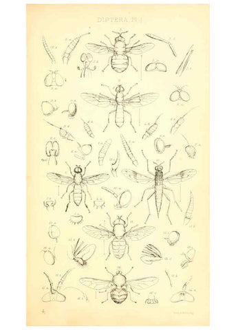 Reproducción/Reproduction 6305904567: Insecta Britanica : Diptera. v.1. London :Reeve and Benham,1851-56
