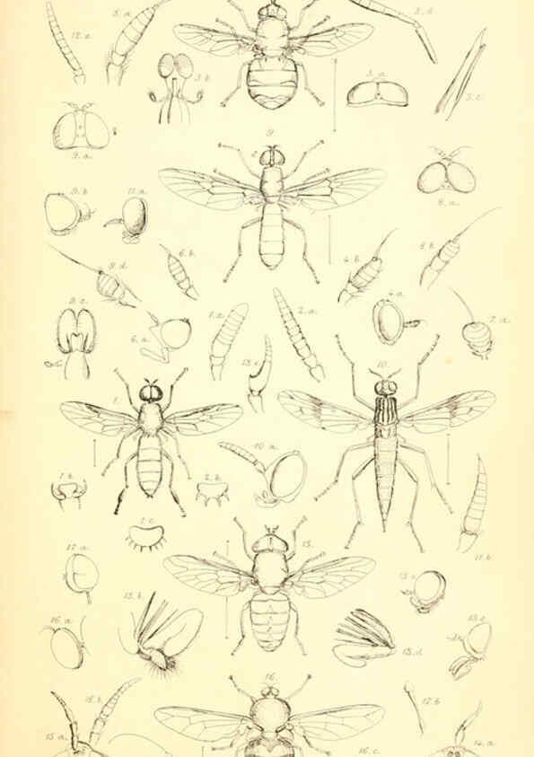 Reproducción/Reproduction 6305904567: Insecta Britanica : Diptera. v.1. London :Reeve and Benham,1851-56
