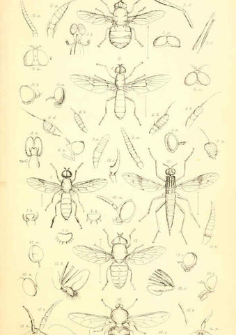Reproducción/Reproduction 6305904567: Insecta Britanica : Diptera. v.1. London :Reeve and Benham,1851-56