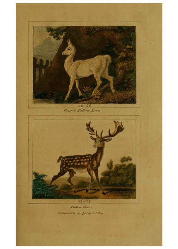 Reproducción/Reproduction 6306327584: Buffon's Natural history. v.6. London:Printed for the Proprietor, and sold by H. D. Symonds,1797-1807