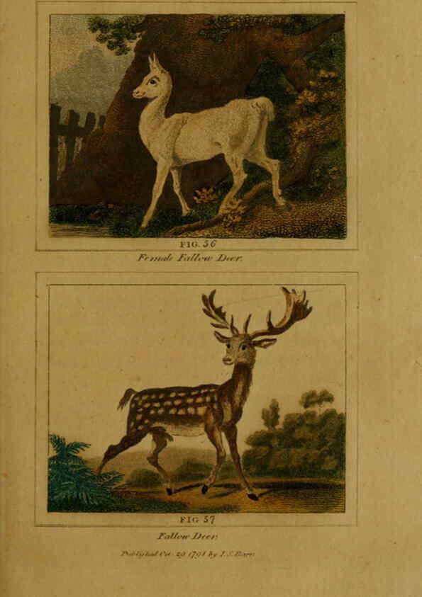 Reproducción/Reproduction 6306327584: Buffon's Natural history. v.6. London:Printed for the Proprietor, and sold by H. D. Symonds,1797-1807