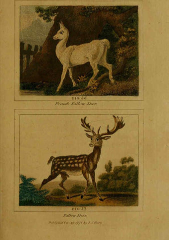 Reproducción/Reproduction 6306327584: Buffon's Natural history. v.6. London:Printed for the Proprietor, and sold by H. D. Symonds,1797-1807
