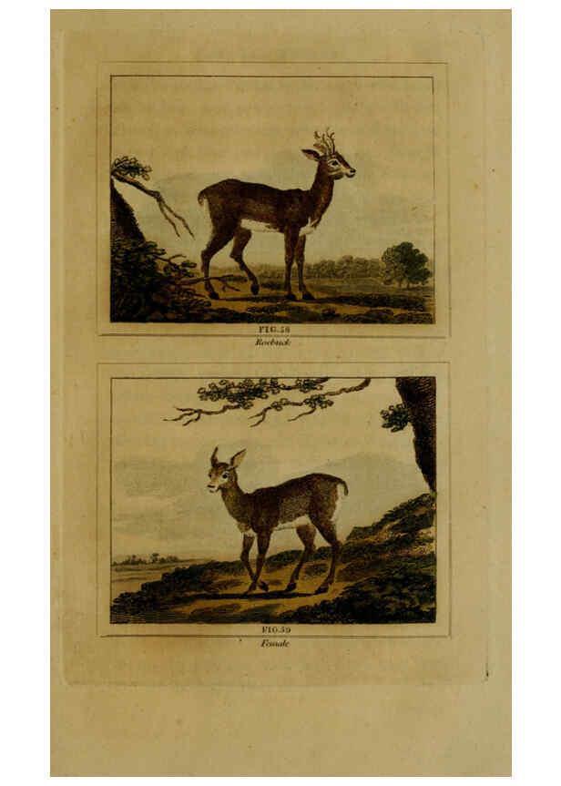 Reproducción/Reproduction 6306327804: Buffon's Natural history. v.6. London:Printed for the Proprietor, and sold by H. D. Symonds,1797-1807