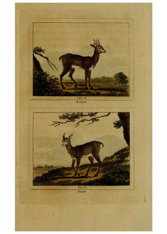 Reproducción/Reproduction 6306327804: Buffon's Natural history. v.6. London:Printed for the Proprietor, and sold by H. D. Symonds,1797-1807