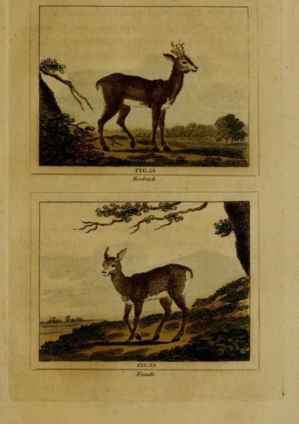 Reproducción/Reproduction 6306327804: Buffon's Natural history. v.6. London:Printed for the Proprietor, and sold by H. D. Symonds,1797-1807