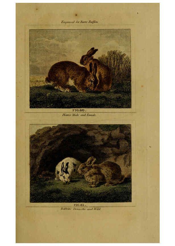 Reproducción/Reproduction 6306328092: Buffon's Natural history. v.6. London:Printed for the Proprietor, and sold by H. D. Symonds,1797-1807