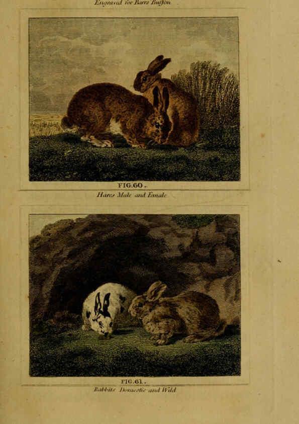 Reproducción/Reproduction 6306328092: Buffon's Natural history. v.6. London:Printed for the Proprietor, and sold by H. D. Symonds,1797-1807