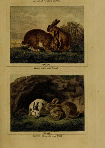 Reproducción/Reproduction 6306328092: Buffon's Natural history. v.6. London:Printed for the Proprietor, and sold by H. D. Symonds,1797-1807