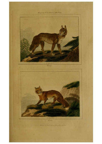 Reproducción/Reproduction 6305804649: Buffon's Natural history. v.6. London:Printed for the Proprietor, and sold by H. D. Symonds,1797-1807