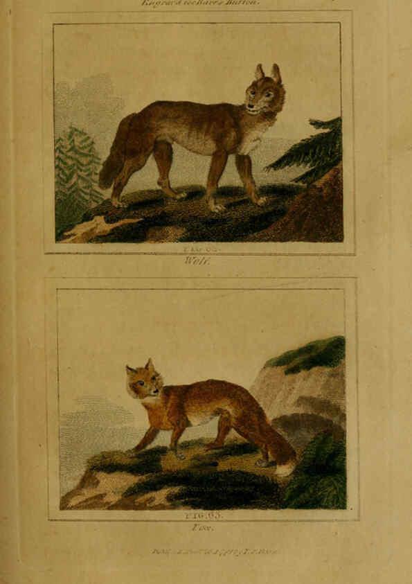 Reproducción/Reproduction 6305804649: Buffon's Natural history. v.6. London:Printed for the Proprietor, and sold by H. D. Symonds,1797-1807
