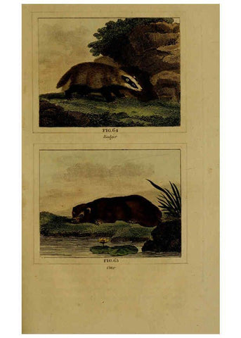 Reproducción/Reproduction 6305804911: Buffon's Natural history. v.6. London:Printed for the Proprietor, and sold by H. D. Symonds,1797-1807