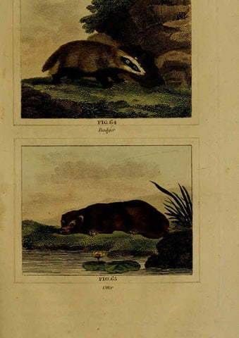 Reproducción/Reproduction 6305804911: Buffon's Natural history. v.6. London:Printed for the Proprietor, and sold by H. D. Symonds,1797-1807