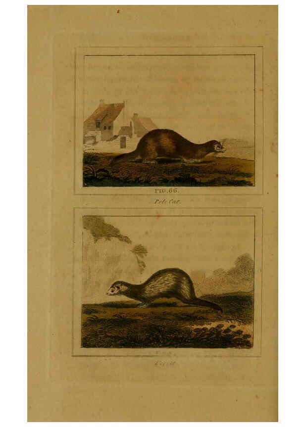 Reproducción/Reproduction 6306328918: Buffon's Natural history. v.6. London:Printed for the Proprietor, and sold by H. D. Symonds,1797-1807