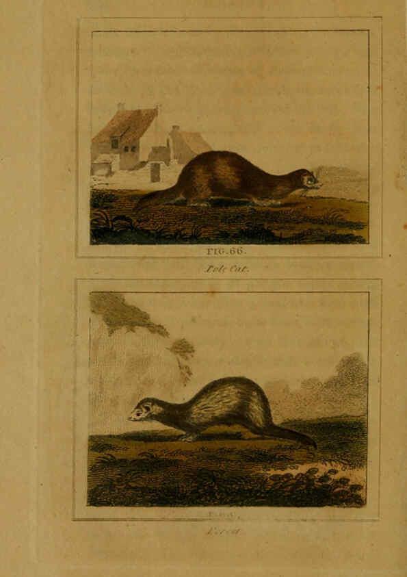 Reproducción/Reproduction 6306328918: Buffon's Natural history. v.6. London:Printed for the Proprietor, and sold by H. D. Symonds,1797-1807