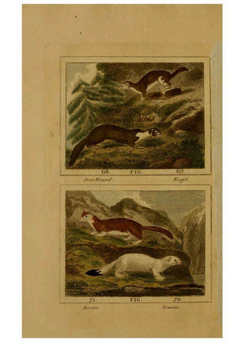 Reproducción/Reproduction 6305805521: Buffon's Natural history. v.6. London:Printed for the Proprietor, and sold by H. D. Symonds,1797-1807