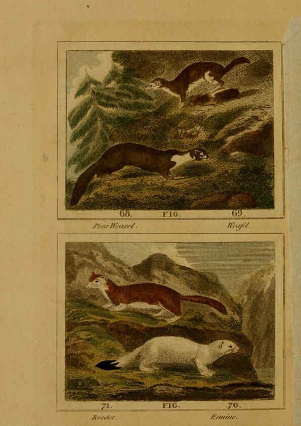 Reproducción/Reproduction 6305805521: Buffon's Natural history. v.6. London:Printed for the Proprietor, and sold by H. D. Symonds,1797-1807