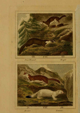 Reproducción/Reproduction 6305805521: Buffon's Natural history. v.6. London:Printed for the Proprietor, and sold by H. D. Symonds,1797-1807