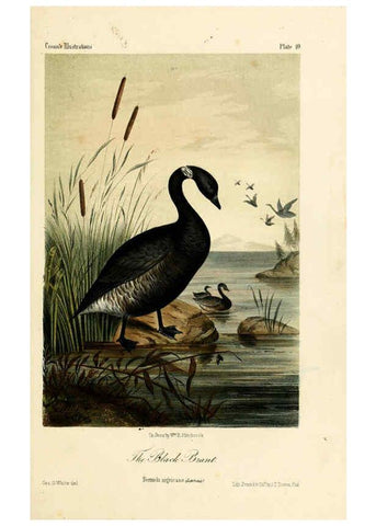 Reproducción/Reproduction 6306531522: Illustrations of the birds of California, Texas, Oregon, British and Russian America Philadelphia: :J.B. Lippincott & Co.,1862