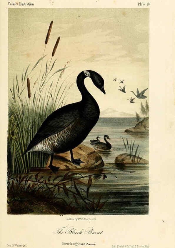 Reproducción/Reproduction 6306531522: Illustrations of the birds of California, Texas, Oregon, British and Russian America Philadelphia: :J.B. Lippincott & Co.,1862