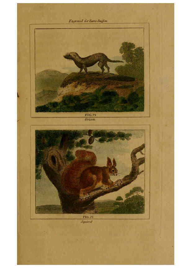 Reproducción/Reproduction 6306329420: Buffon's Natural history. v.6. London:Printed for the Proprietor, and sold by H. D. Symonds,1797-1807