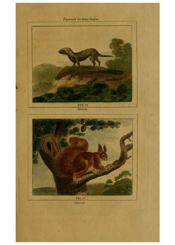 Reproducción/Reproduction 6306329420: Buffon's Natural history. v.6. London:Printed for the Proprietor, and sold by H. D. Symonds,1797-1807