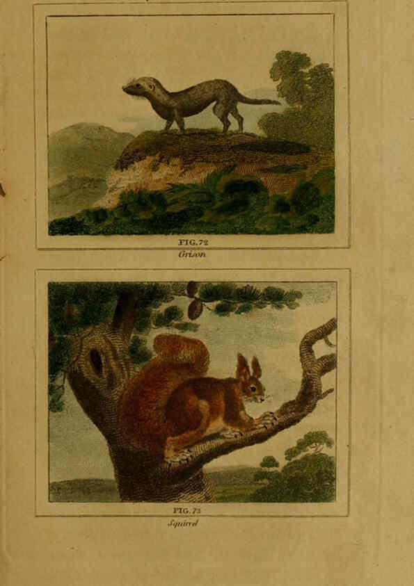 Reproducción/Reproduction 6306329420: Buffon's Natural history. v.6. London:Printed for the Proprietor, and sold by H. D. Symonds,1797-1807