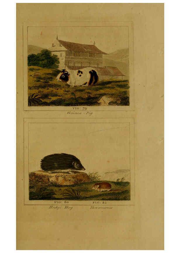 Reproducción/Reproduction 6306330102: Buffon's Natural history. v.6. London:Printed for the Proprietor, and sold by H. D. Symonds,1797-1807