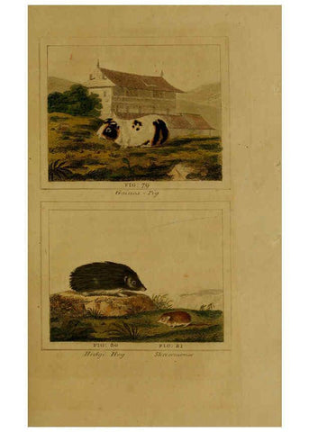 Reproducción/Reproduction 6306330102: Buffon's Natural history. v.6. London:Printed for the Proprietor, and sold by H. D. Symonds,1797-1807