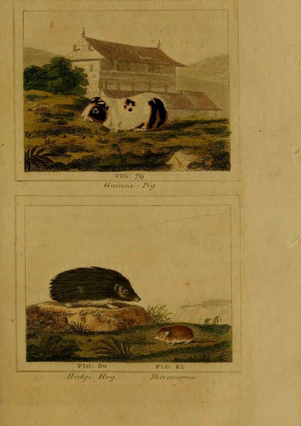 Reproducción/Reproduction 6306330102: Buffon's Natural history. v.6. London:Printed for the Proprietor, and sold by H. D. Symonds,1797-1807