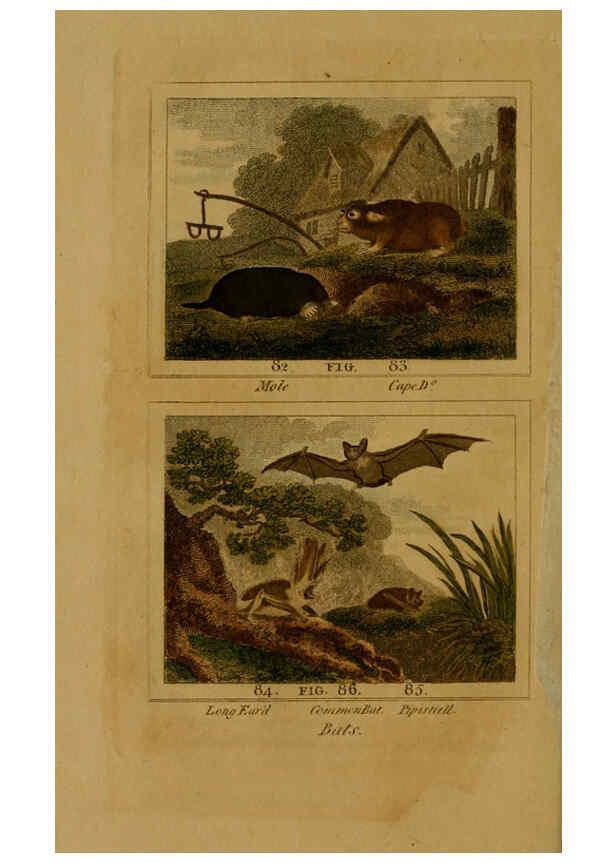 Reproducción/Reproduction 6305806575: Buffon's Natural history. v.6. London:Printed for the Proprietor, and sold by H. D. Symonds,1797-1807