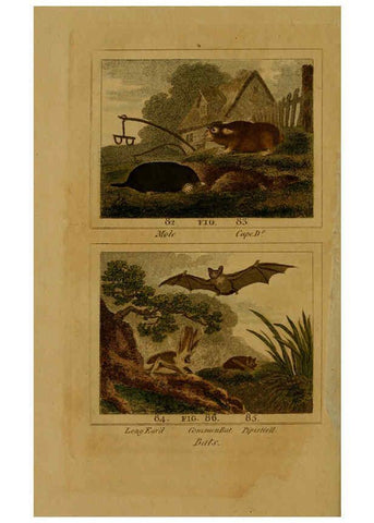 Reproducción/Reproduction 6305806575: Buffon's Natural history. v.6. London:Printed for the Proprietor, and sold by H. D. Symonds,1797-1807