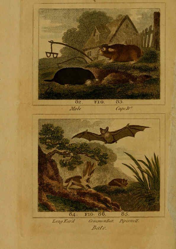 Reproducción/Reproduction 6305806575: Buffon's Natural history. v.6. London:Printed for the Proprietor, and sold by H. D. Symonds,1797-1807