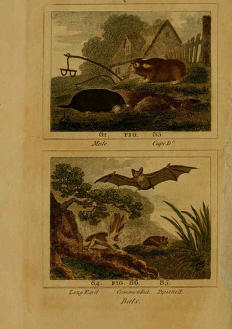 Reproducción/Reproduction 6305806575: Buffon's Natural history. v.6. London:Printed for the Proprietor, and sold by H. D. Symonds,1797-1807