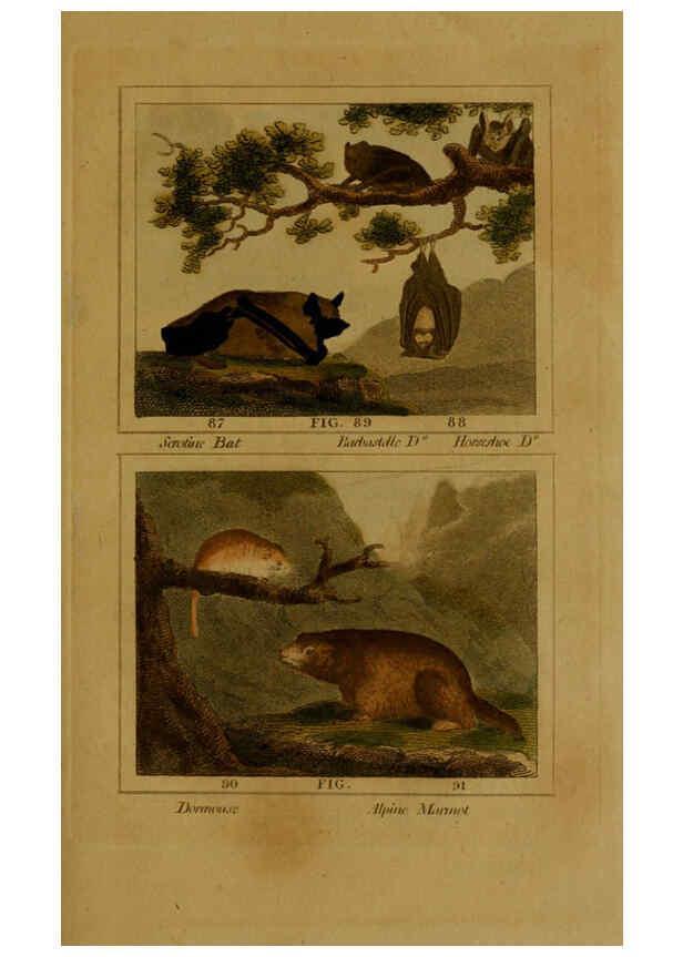 Reproducción/Reproduction 6306330506: Buffon's Natural history. v.6. London:Printed for the Proprietor, and sold by H. D. Symonds,1797-1807