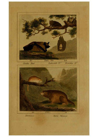 Reproducción/Reproduction 6306330506: Buffon's Natural history. v.6. London:Printed for the Proprietor, and sold by H. D. Symonds,1797-1807