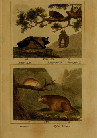 Reproducción/Reproduction 6306330506: Buffon's Natural history. v.6. London:Printed for the Proprietor, and sold by H. D. Symonds,1797-1807