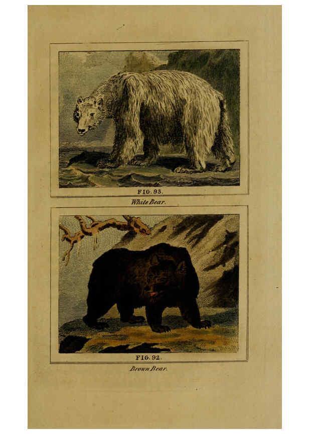 Reproducción/Reproduction 6305807013: Buffon's Natural history. v.6. London:Printed for the Proprietor, and sold by H. D. Symonds,1797-1807