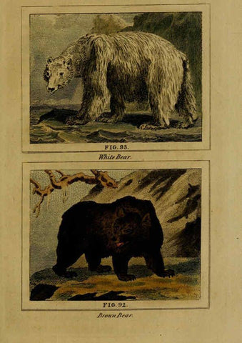 Reproducción/Reproduction 6305807013: Buffon's Natural history. v.6. London:Printed for the Proprietor, and sold by H. D. Symonds,1797-1807