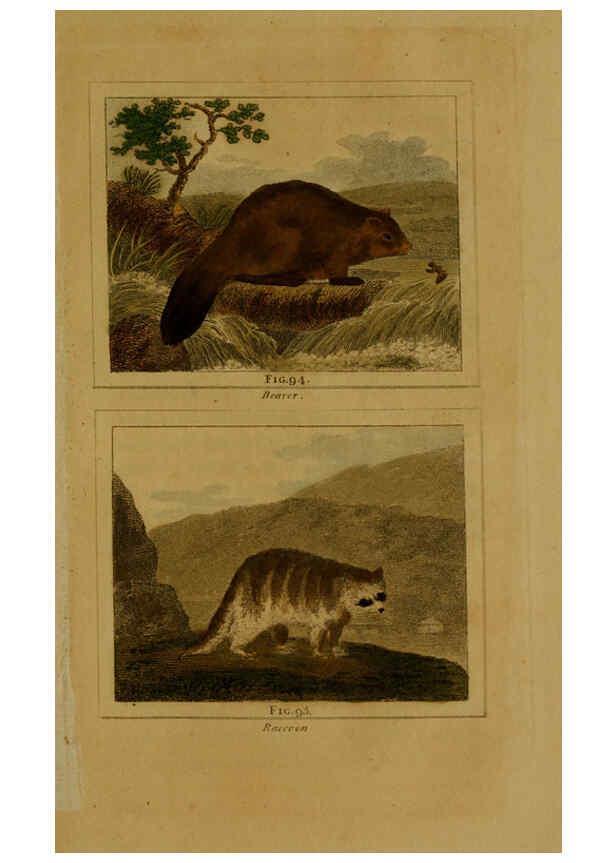 Reproducción/Reproduction 6306331292: Buffon's Natural history. v.6. London:Printed for the Proprietor, and sold by H. D. Symonds,1797-1807