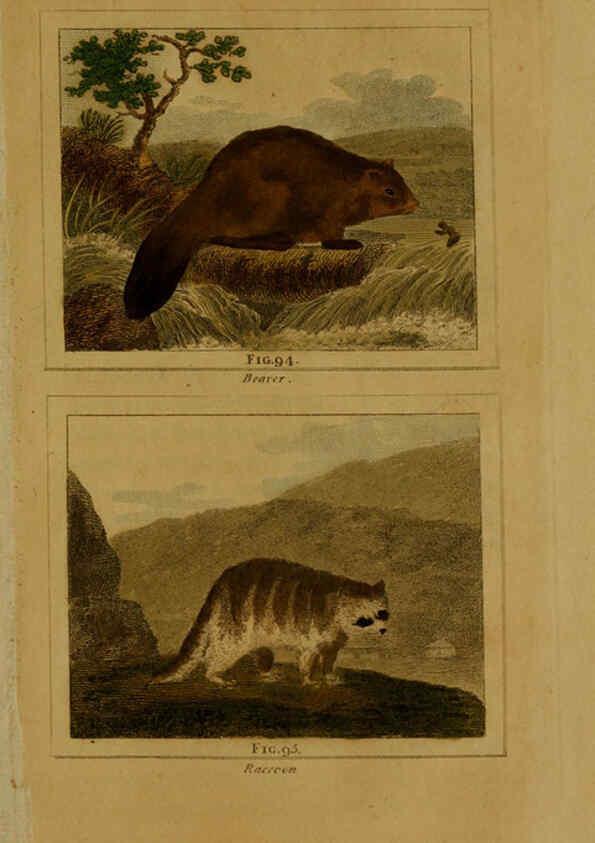 Reproducción/Reproduction 6306331292: Buffon's Natural history. v.6. London:Printed for the Proprietor, and sold by H. D. Symonds,1797-1807